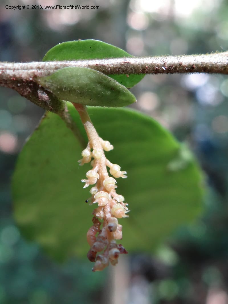 Antidesma, VC 5594--Thailand. Ranong Prov. Klong Naka Wildlife Sanctuary. 14 Nov 2012. DSC09055 (89).JPG