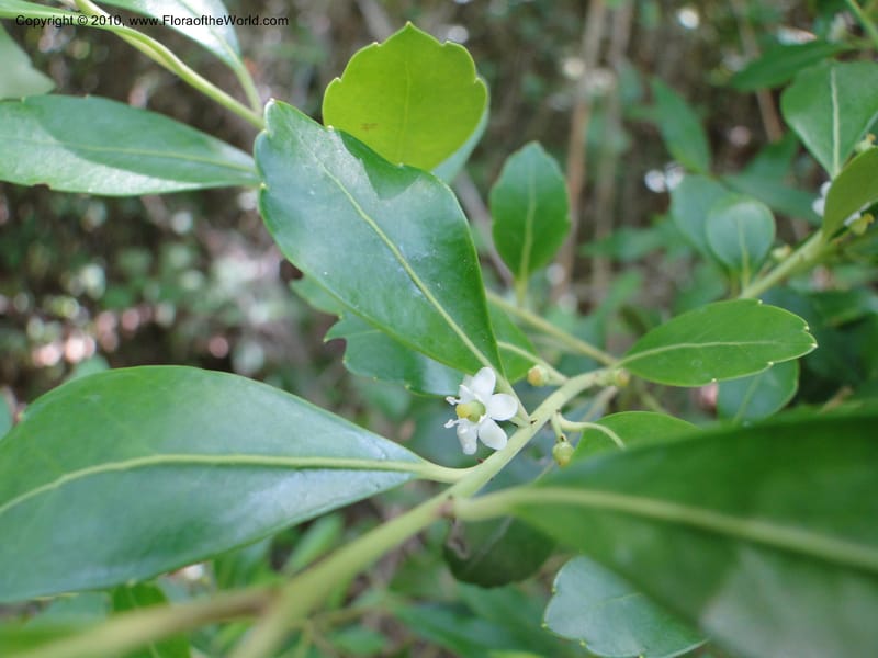 Ilex glabra, Mori, S 27396, USA, North Carolina, Johnson Co., Hwy 50, 3 km SE of Benson, 21 May 2010 (16).JPG