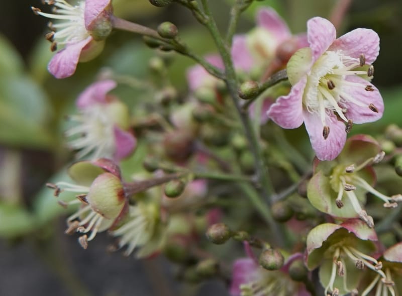 Delavaya toxocarpa, D. Boufford 44087--China. Yunnan. Xinshao Village. 28 Apr 2018. DSC00001 (48).JPG