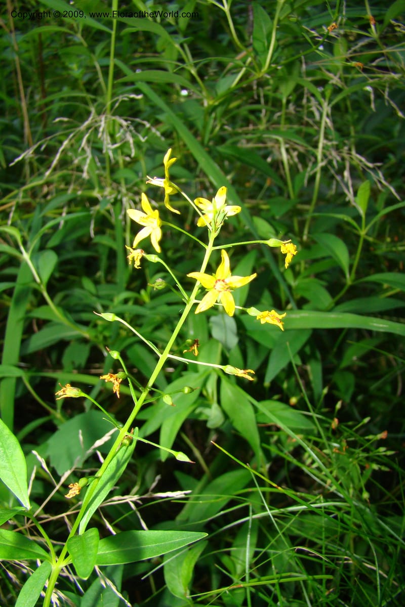 Lysimachia terrestris--New York. Brooklyn Botanic Garden. 19 July 2009. 150.jpg