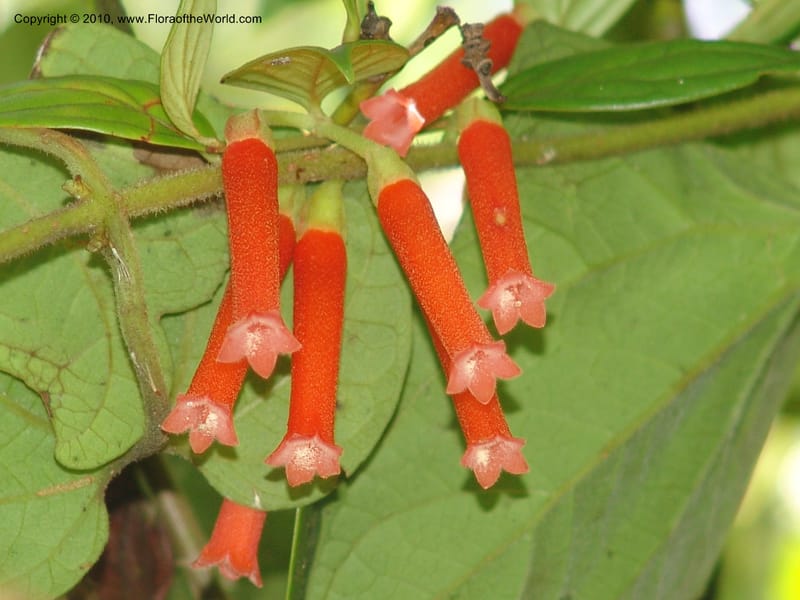 Macleania bullata, Croat 95821--Ecuador. Maquipucuna Biol. Res. Send. Princip. 12 Mar 06. 097 (1).jpg