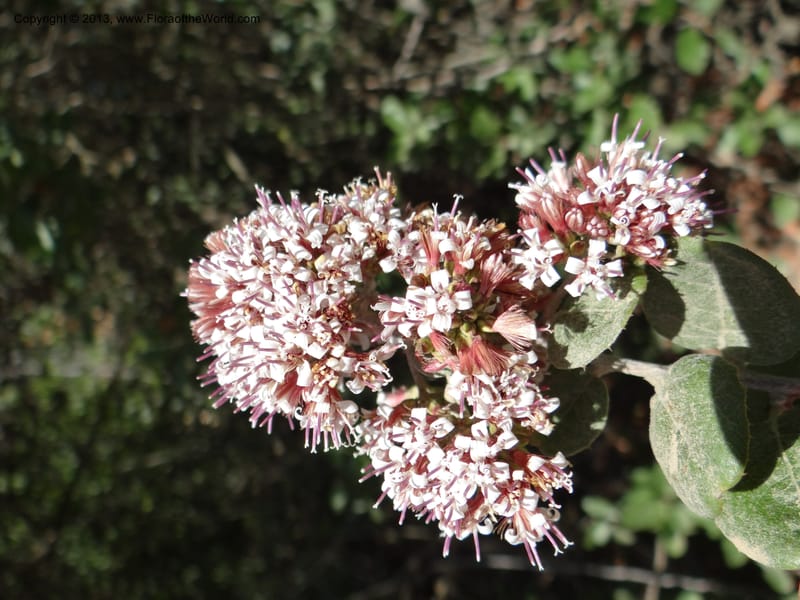 Proustia pyrifolia, WDS 34170--Chile. E of San Clemente. 21 Feb 2013. DSC02256 (115).JPG