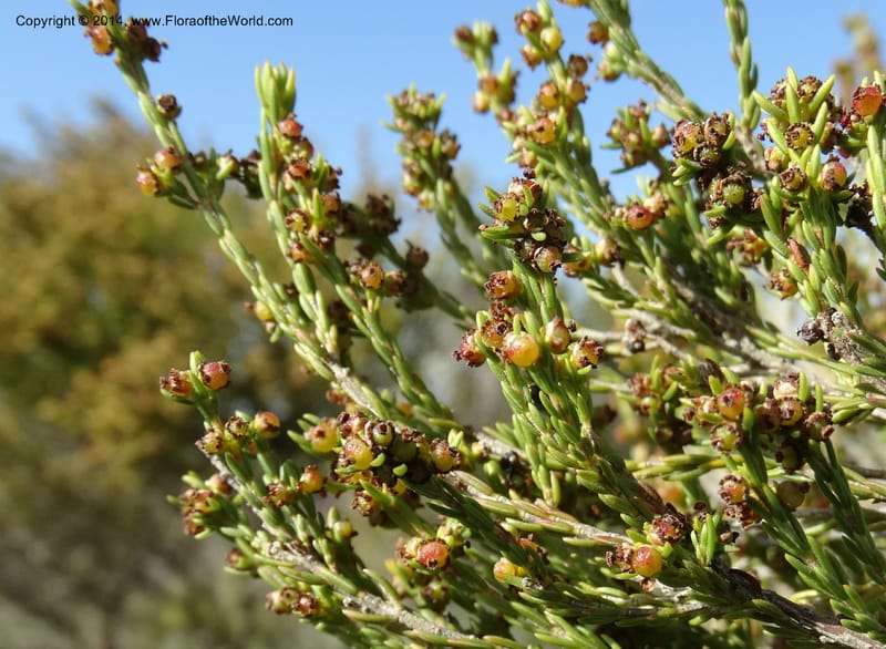 Erica, Davidson, C 12302B--South Africa. Western Cape. De Hoop Nature Res. 22 Jan 2014. DSC01681 (128).JPG