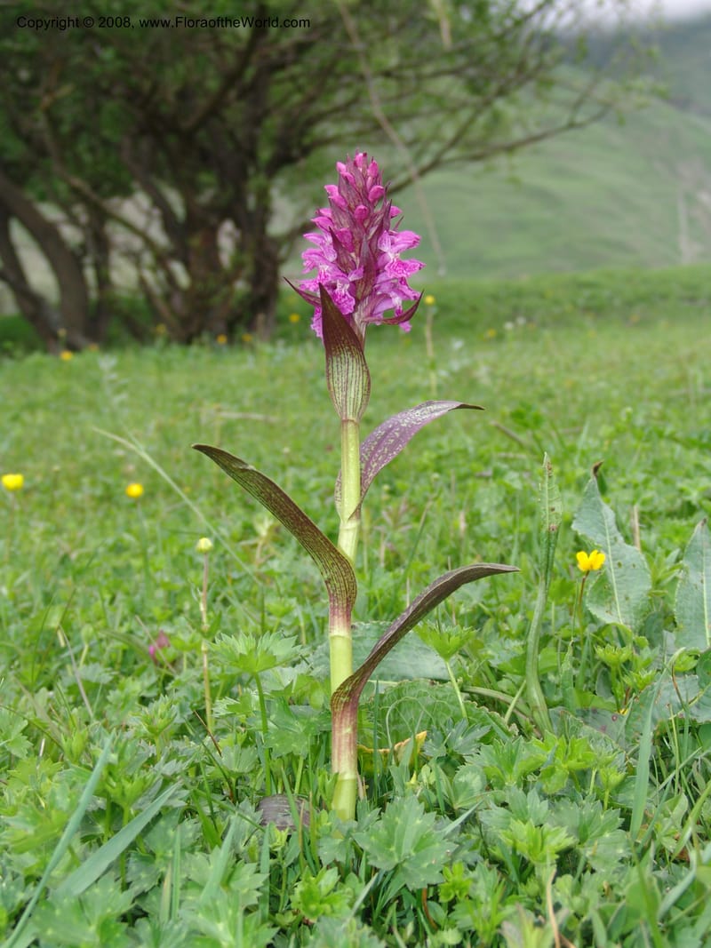 Dactylorhiza euxina--Georgia. Kazbegi region. N slope-pasture, E of Sno. 3 Jun 05. 094.jpg