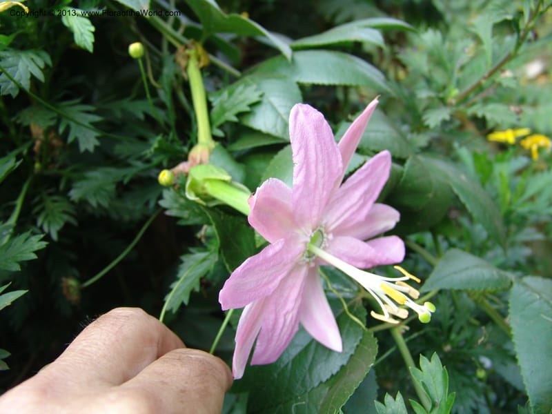 Passiflora--Kenya. Limuru. Garden of Sue Brown. 10 July 04. 049 (1).jpg