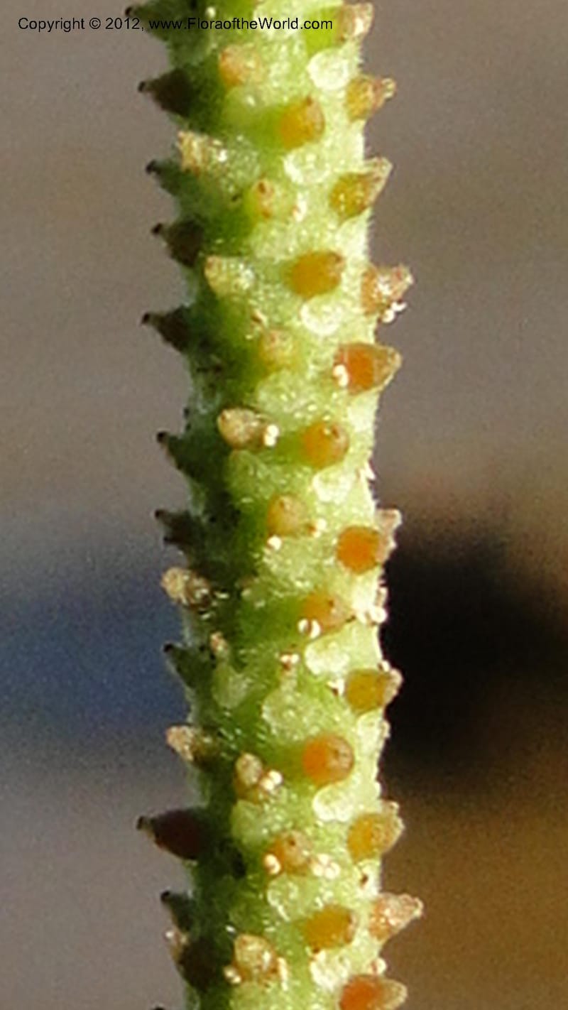 Peperomia tetraphylla, N. Manjato 150--Madagascar. Mania River. 1 May 2010 120 (4).jpg