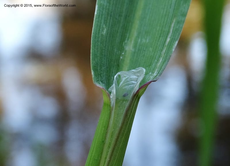 Torreyochloa pallida var. pauciflora, Davidson, C 12609--Idaho. Valley Co. Payette Lake. Sylvan Cr. 20 Jul 2014. DSC00669 (51).JPG