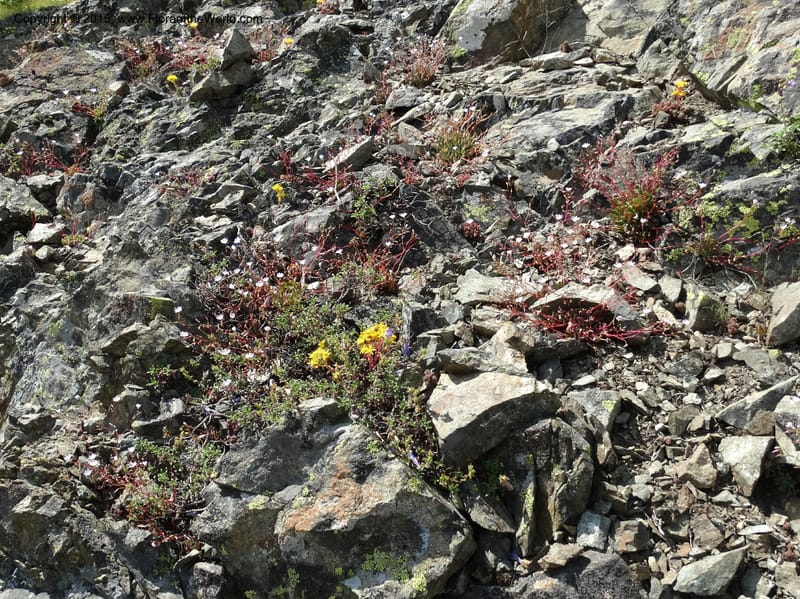 Lewisia columbiana var. wallowensis, Davidson, C 12591--ID. Idaho Co. Seven Devils Camp Ground. 15 Jul 2014. DSC00113 (142).JPG
