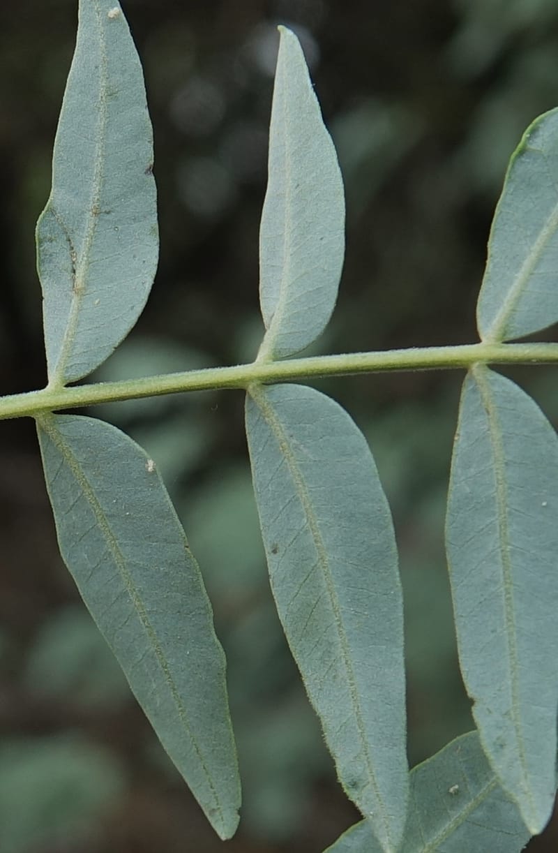 Schinus areira, Fortunato 13200--Argentina. Hwy 150 S of San Augustin. 9 Feb 2018. DSC09845 (75).JPG