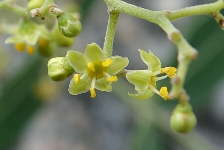 Schinus areira, Fortunato 13200--Argentina. Hwy 150 S of San Augustin. 9 Feb 2018. DSC09845 (64).JPG
