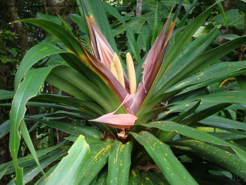 Freycinetia,  Munzinger, J 4780--New Caledonia, Aoupinie, 15 ov 2007   DSC06741 (3).jpg