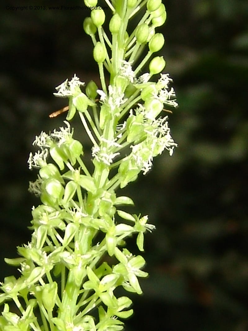 Schindleria densiflora, Vasquez, Ro 33003--Peru. Pillcopata. Qbda Pini Pini. 29 Oct 07. 642 (6).jpg