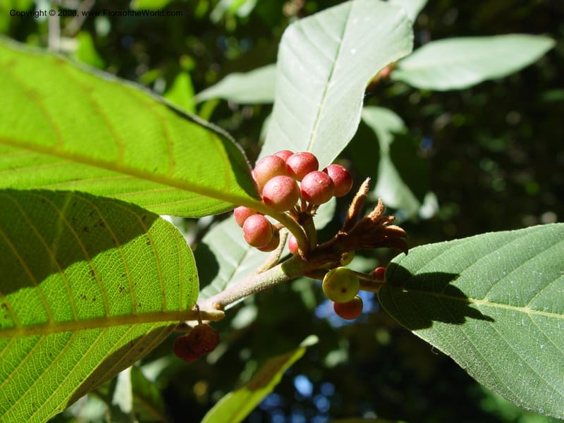 Rhamnus mucronata--CA. Strybing Arb. 26 Oct 03. 037.jpg