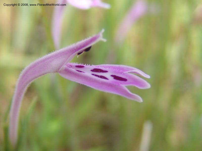Siphonoglossa linifolia--So.Africa. Mpumal. Moodie Mts.  18 Mch 05. 085.jpg