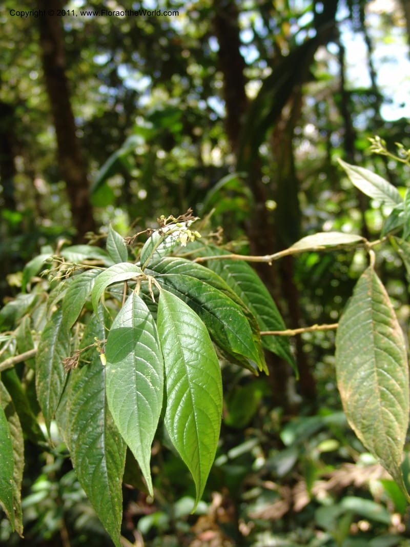 Shuaria ecuadorica, Neill 15912--Ecuador. Prv. Zam. Ch. C del Condor. Wawaime plot. 22 Sep 07. 214 (25).jpg