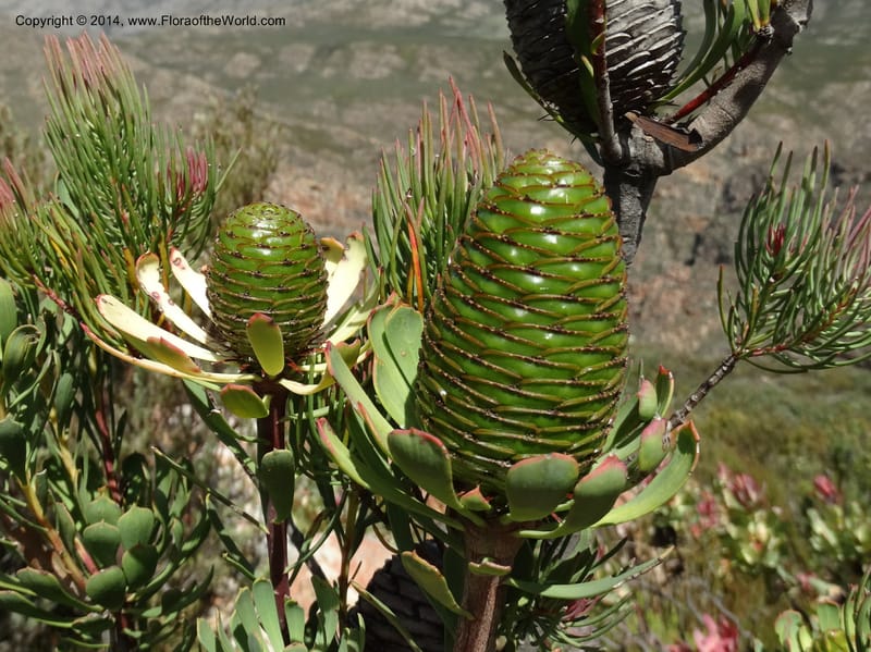 Leucadendron, Davidson, C 12264--South Africa. Western Cape. Teeberg. 19 Jan 2014. DSC00637 (21).JPG