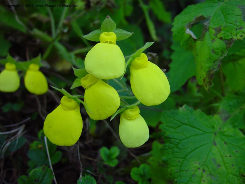 Calceolaria tomentosa, 36.1783--CA. UC Berkeley Bot. Gard. 10 Feb 03. 092.jpg