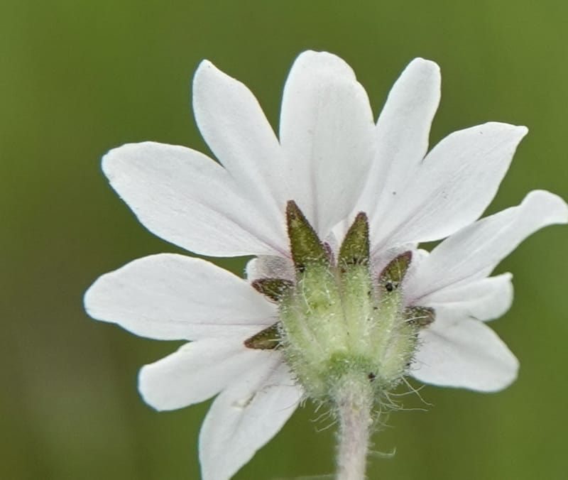 Blepharipappus scaber, C. Davidson 13761--Oregon. Wallowa Co. Zumwalt.Trail Cr. Rd. 4 Jun 2018. DSC04078 (434).JPG