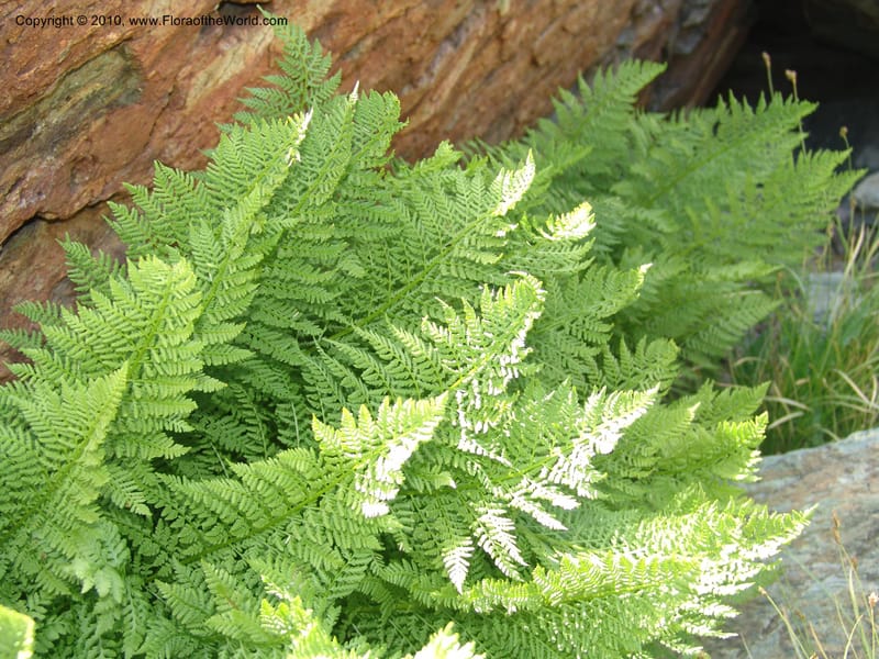 Athyrium alpestre v. americanum, CDavidson11134--Idaho Co. Hell's Can. Nat. Rec. Area. Heaven's Gate. 20 Jul 07. 132.jpg