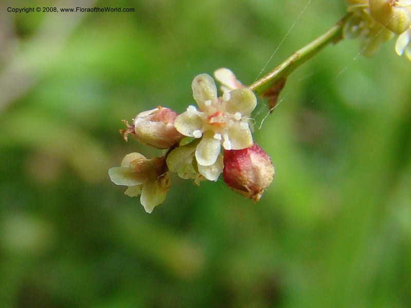 Homalocladium platycladium--Australia. Royal Botanic Garden, Melbourne. 19-20 Mch 08. 317.jpg