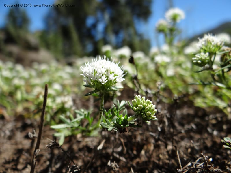 Valeriana, WDS 34165--Chile. P.N. Sieta Tazas. 21 Feb 2013. DSC02254 (54).JPG