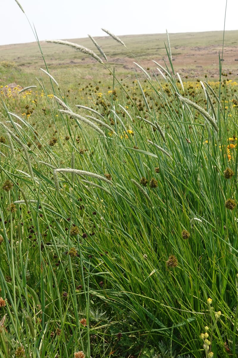 Alopecurus pratensis, Davidson 14271--OR. Harney Co. Steens Mtn. July 2021. DSC09986 (132).JPG