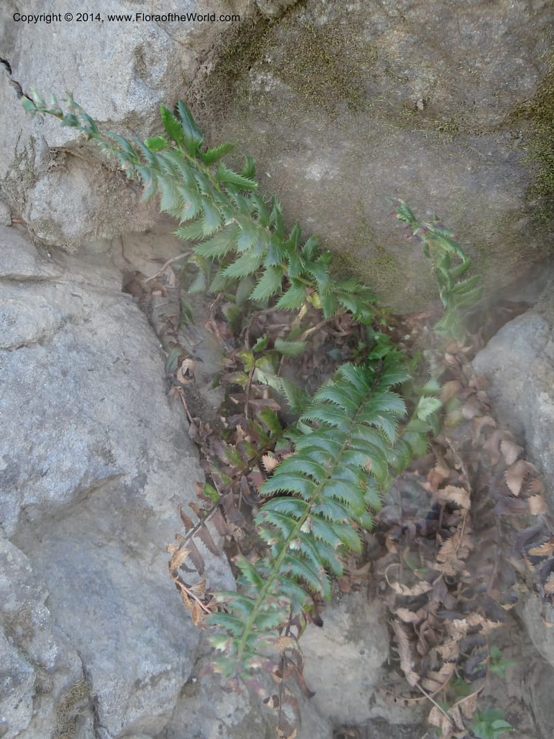 Polystichum lonchitis, Ertter, B 21631--ID. Idaho Co. Lava Ridge Trail. 21 Aug 2013. DSC07258 (154).JPG