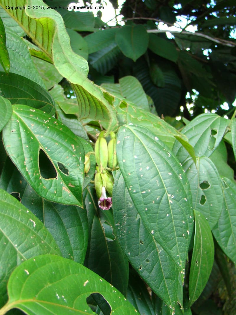 Mendoncia, R. Aguilar 11157--Costa Rica. Puntar. P. Osa. Bahia Chal. 16 Apr 08. 043 2(12).jpg