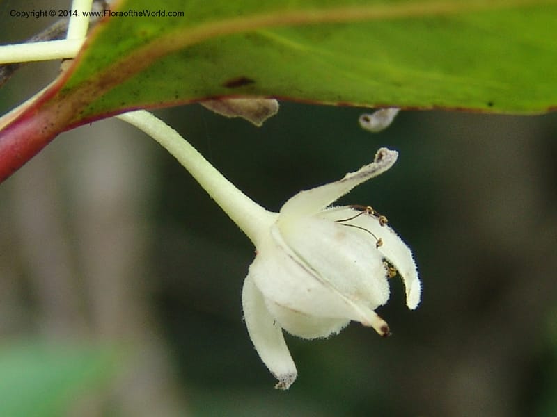 Pseudoscolopia polyantha--So.Africa. E. Cape. Umtamvuna Nat. Res. 11 Mch 05. 108a.jpg