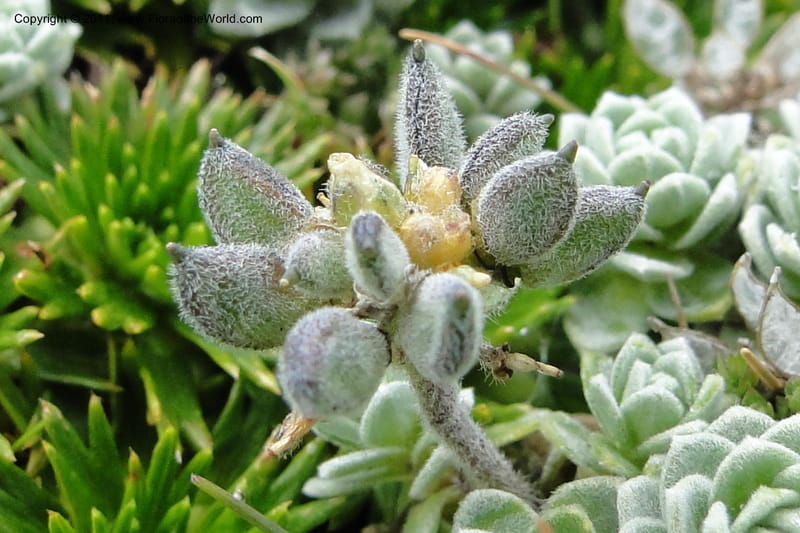 Draba, Ulloa 2022--Ecuador. Napo. Volcan Antesana. 2 Jun 2011. 206 (8).jpg