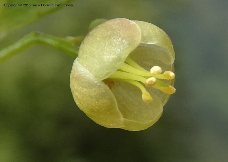 Sabia, Boufford, D 43677--China. Sichuan. GuoBaYan, HanBaiYu Shan. 12 May 2014. DSC05373 (37).JPG