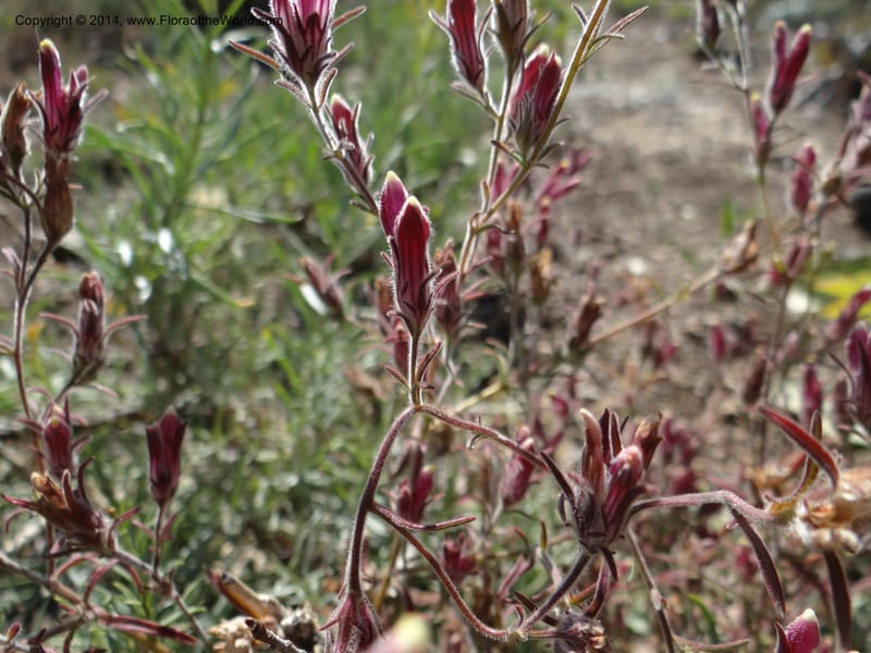 Cordylanthus capitatus, Davidson, C 12234--ID. Ada County. Idaho Bird Observ. Lucky Peak. 16 Sep 2013. DSC07497 (80).JPG