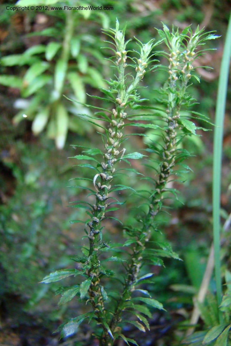 Huperzia, Regalado 1741--Viet Nam. Thua Thien Hue Prov. Phu Loc Distr. Bach Ma. 13Apr 09. 223.jpg