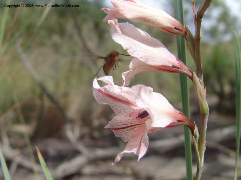 Gladiolus hollandii with beefly--So. Africa. Mpumalanga. Karino. Whyte Thorne Garden. 19 Mch 05. 287.jpg