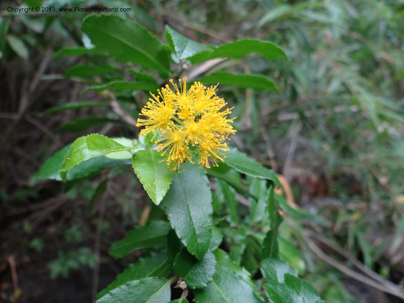 Azara, WDS 34074--Chile. Reserva Nac. Los Queules. 15 Feb 2013. DSC01158 (55).JPG