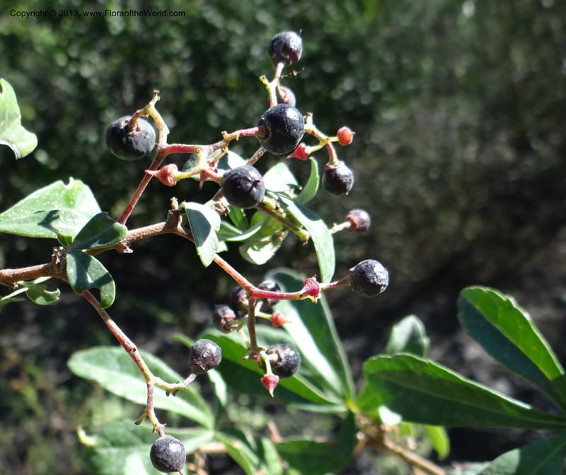 Cissus striata, WDS 34100--Chile. Rd to El Abanico. Pte. Polcura odom 16.6. 17 Feb 2013. DSC01401 (235).JPG
