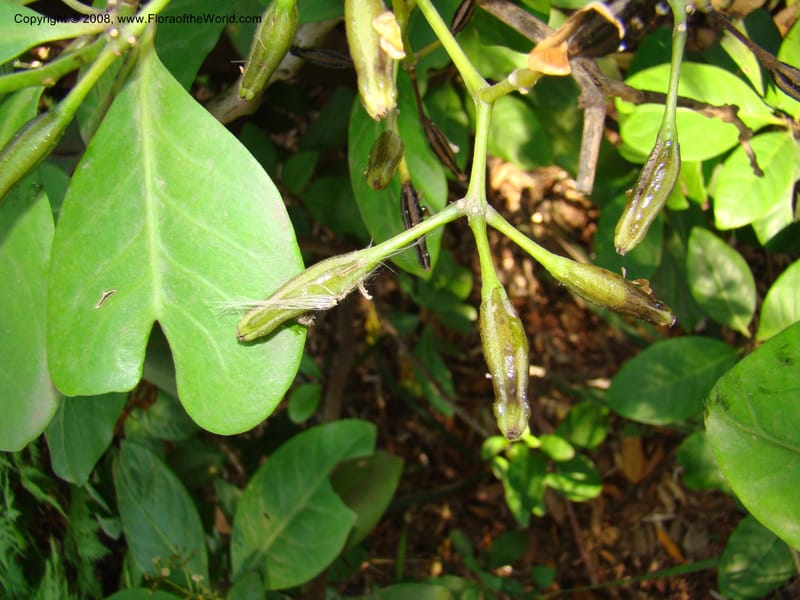 Pisonia umbellifera--Australia. Royal Botanic Garden, Melbourne. 19-20 Mch 08. 061.jpg