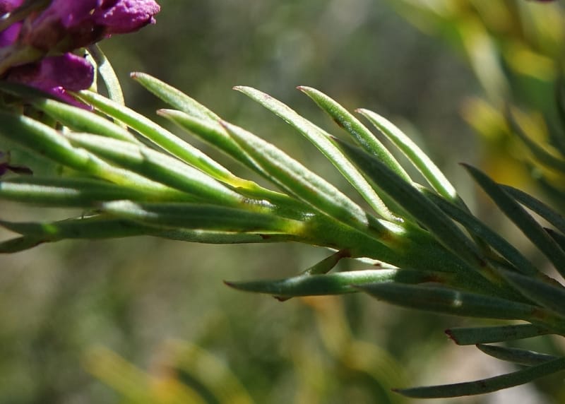 Comesperma, Davidson, C 13424--Australia. W.A. Green Head-Coorow Rd. Stop 2. 24 Oct 2016. DSC04873 (7).JPG