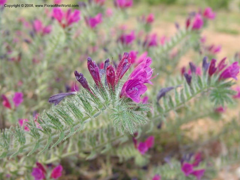 Echium sabulicola--Spain. Prov. Almeria. Cabo de Gata. Jard.Bot.El Abardinal. 23 Apr 05. 067.jpg