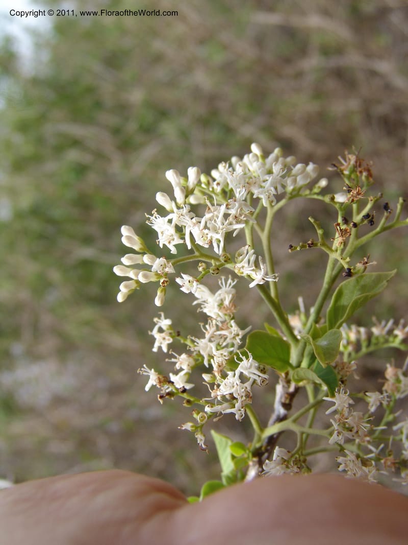 Hilsenbergia, ROR1536--Madag. Prov. Antsir. Sahafary STF. 7 Nov 06. 002.jpg