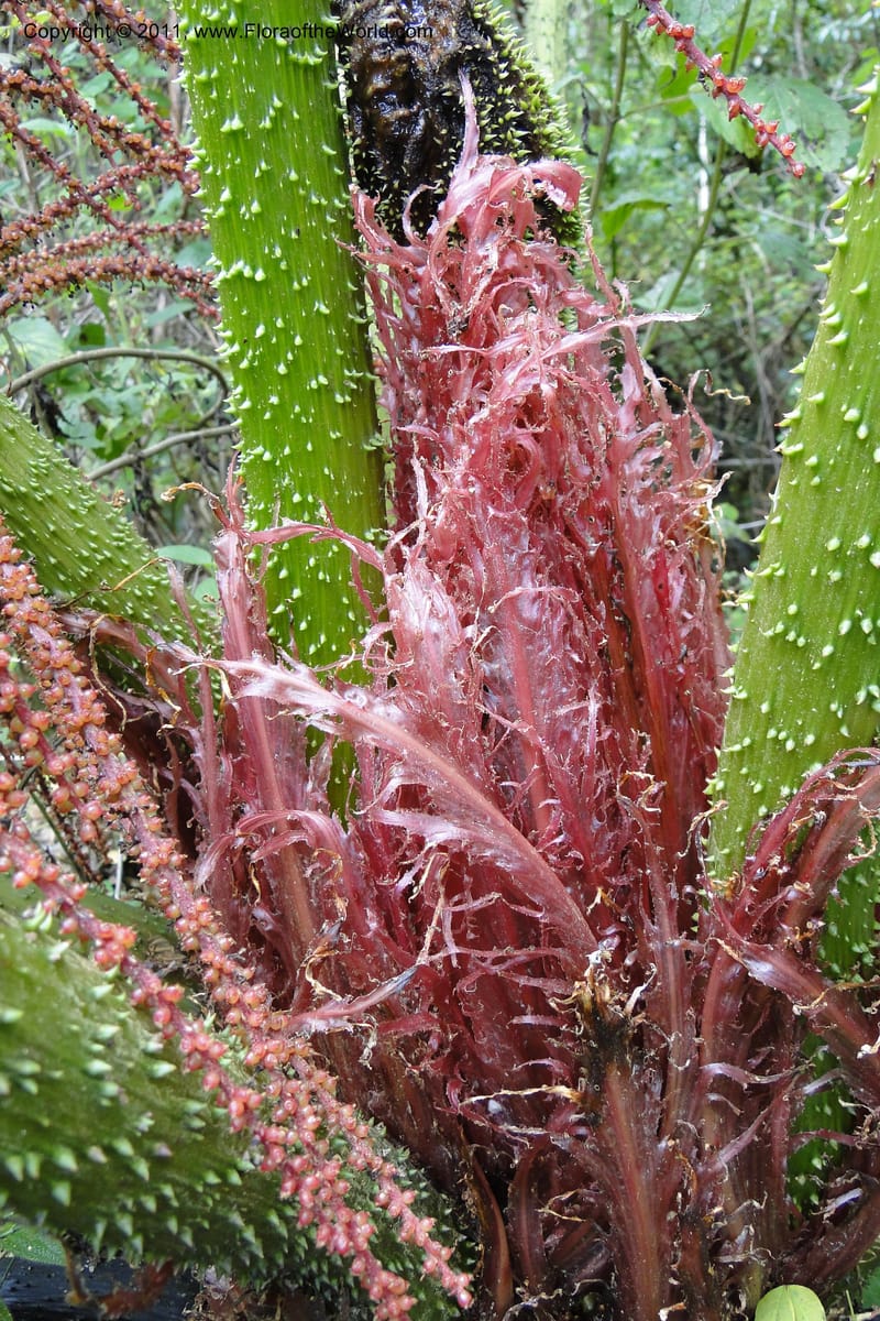 Gunnera brephogea, Ulloa 2180--Ecuador. Pichincha. Reserva Yanacocha. 11 Jun 2011. 311 (16).jpg