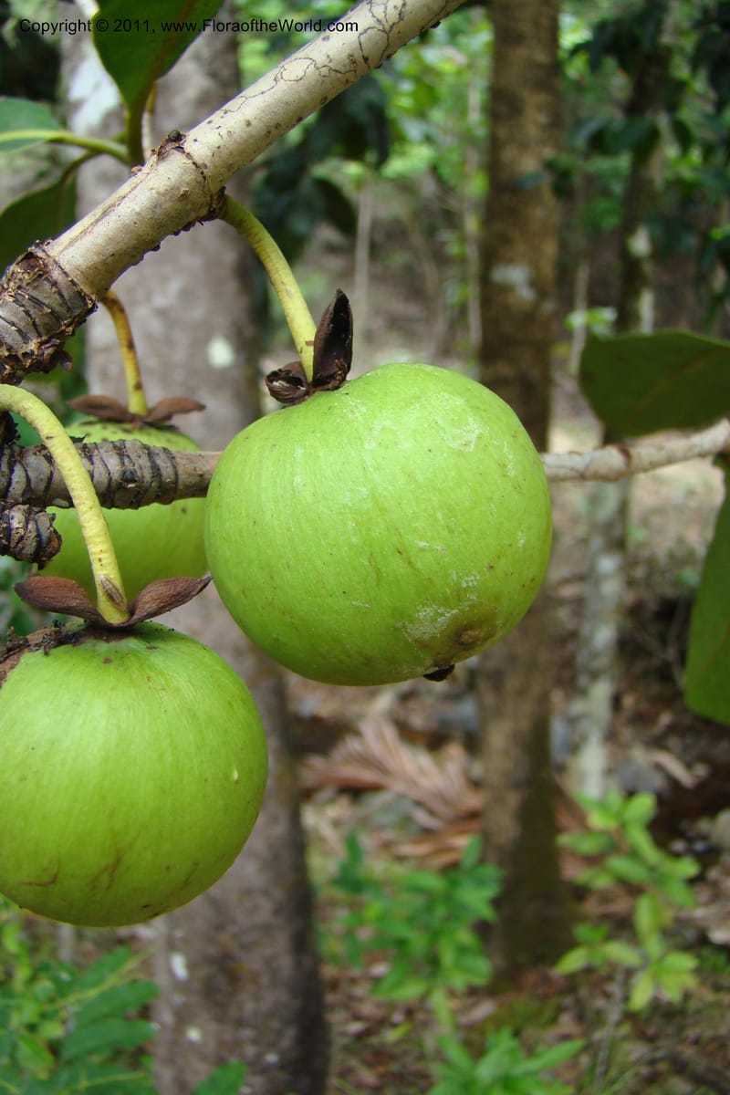 Mammea, M. Callmander 768--New Caledonia. Upper Tene River Valley. 19 Jan 2010. 377 (88).jpg