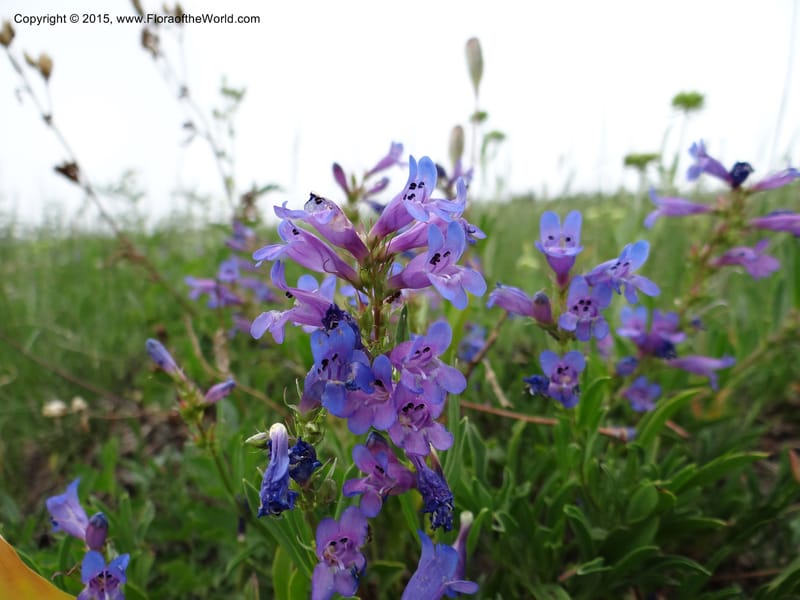 Penstemon leonardii, Mansfield, D 12-644--ID. Bear Lake Co. Mt. Sherman. 13 Jul 2012. DSC03679 (38).JPG