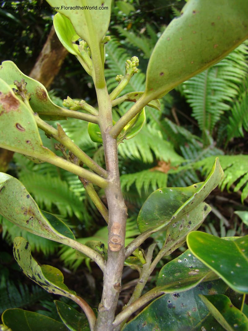 Apodytes clusiifolia,  Munzinger, J 4793--New Caledonia, Aoupinie, 15 ov 2007  342 (7).jpg