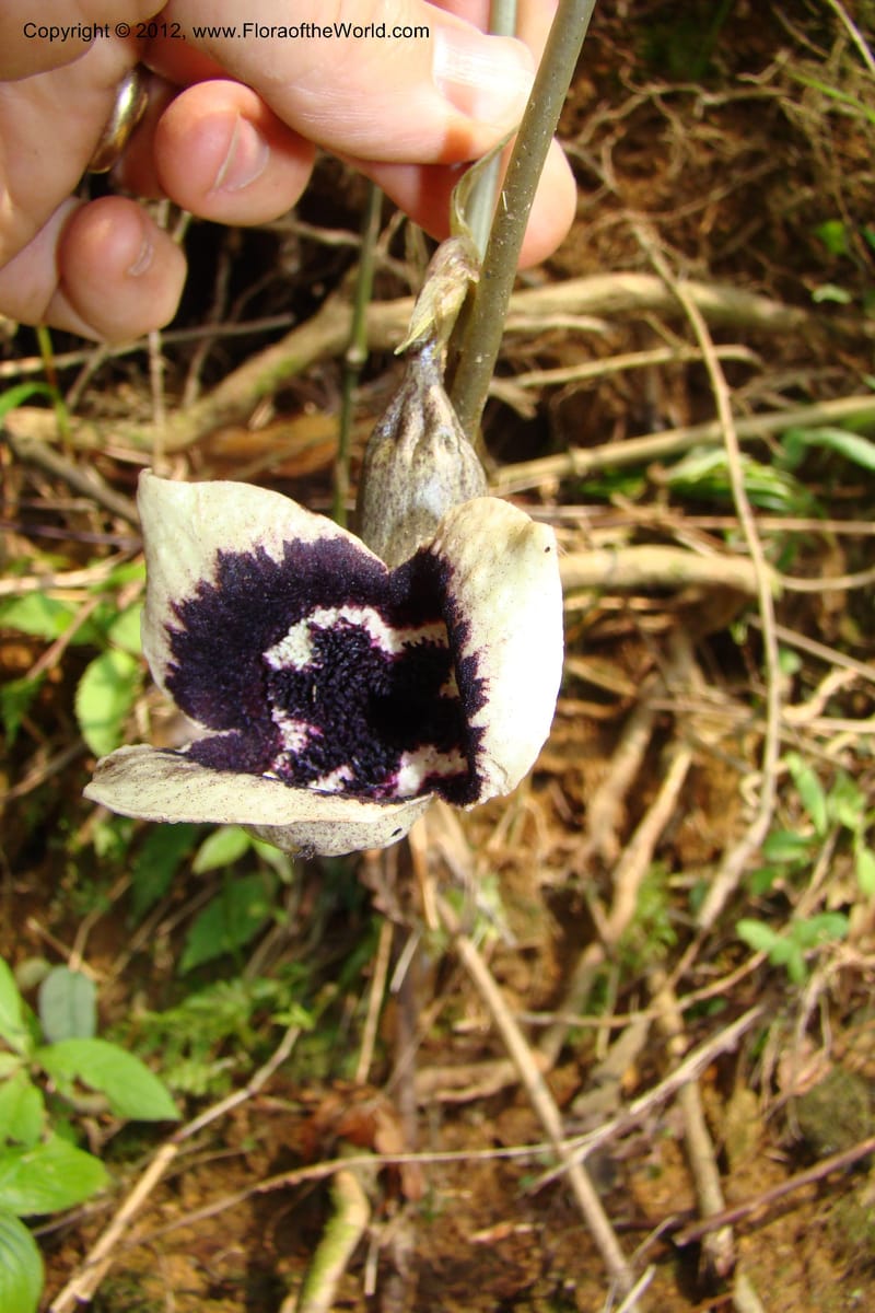 Asarum, Regalado 1670--Viet Nam.Hoang Lien Son. 7 Apr 09. 072 (40).jpg