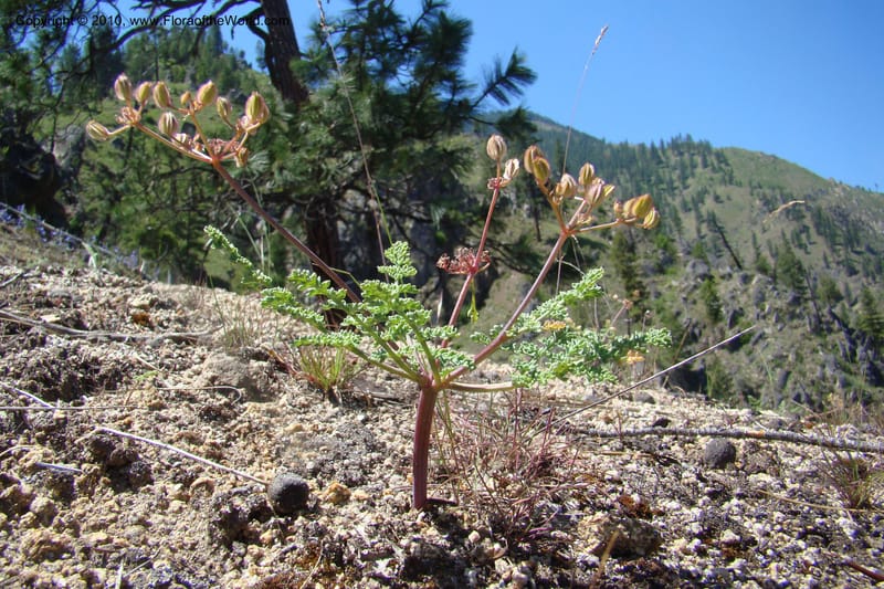 Cymopterus glaucus, C. Davidson 11362--Idaho. Idaho Co. Salmon River. Polly Bemis Ranch. 27 May 2009. 248.jpg
