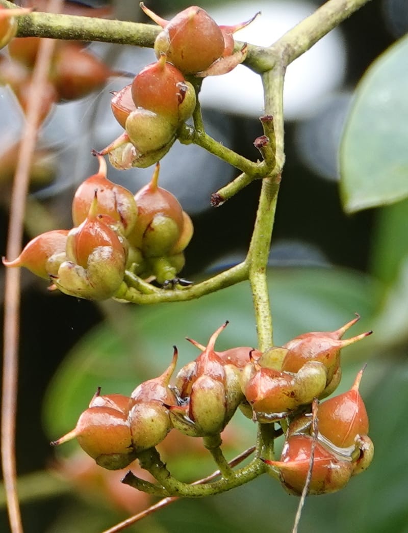 Tetracera, C. Davidson 13910--Gabon. M de C. Road past the cabins. 29 Oct 2018DSC09794 (8).JPG