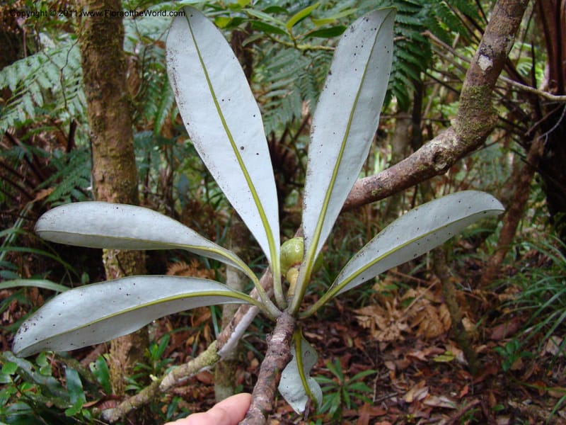 Zygogynum, Munzinger, J 4845--New Caledonia, Dogny, 19 Nov 2007,  079 (5).jpg