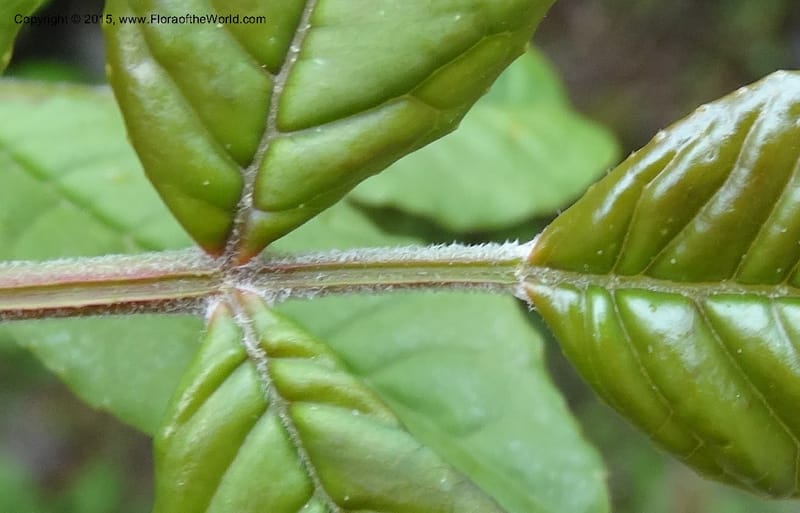 Zanthoxylum bungeanum, Boufford, D 43737--China. Sichuan. XinZhaZi Gou. 14 May 2014. DSC06426 (75).JPG