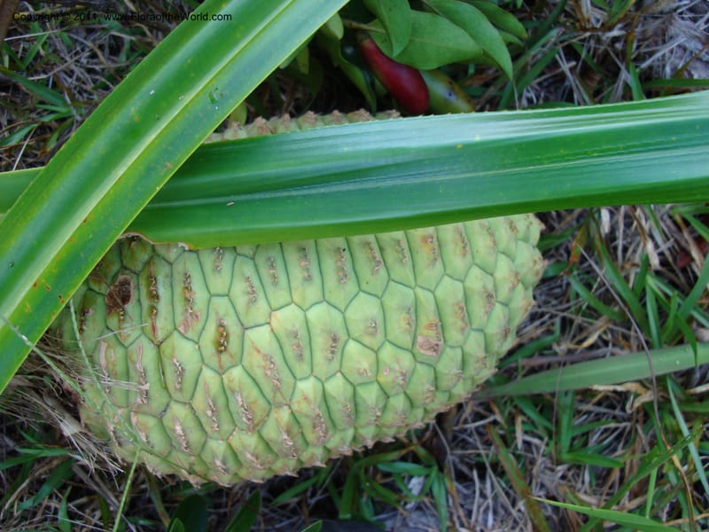 Pandanus,  Munzinger, J 4761--New Caledonia, Prov N, Mt. Mandjelia,  13 Nov 2007   036 (4).jpg